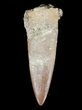 Fossil Plesiosaur (Zarafasaura) Tooth - Morocco #55809-1